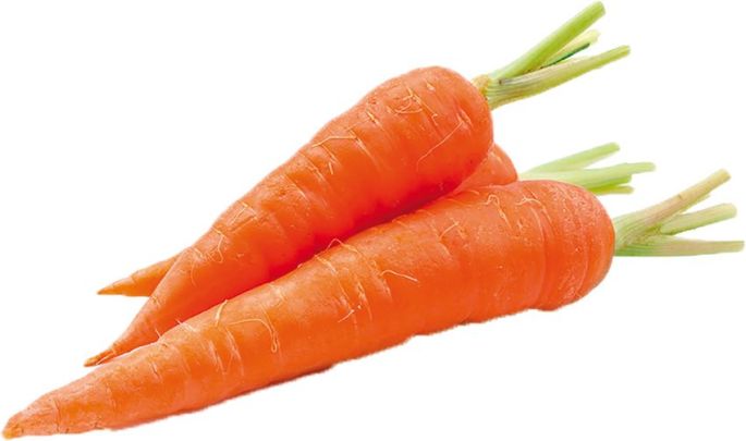 La carotte :  un besoin
d’espace

