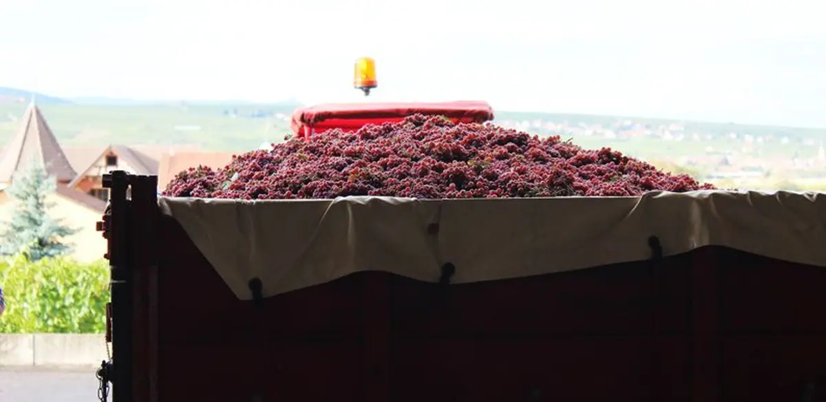C'est bien ce raisin-là que vous aurez sous forme liquide l'année prochaine