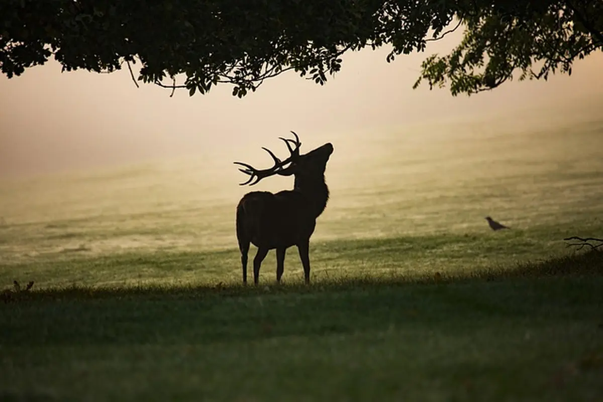 La Chasse, un atout majeur de la ruralité