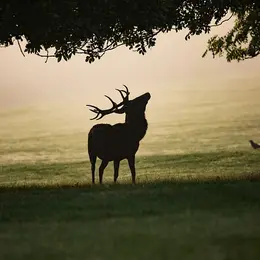 La Chasse, un atout majeur de la ruralité