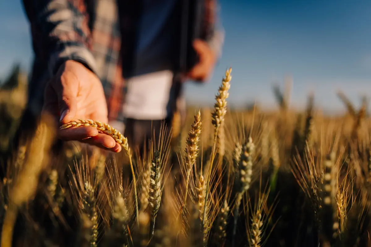La Collectivité européenne d'Alsace mobilise 1 million d'euros pour l'agriculture alsacienne face à la sécheresse