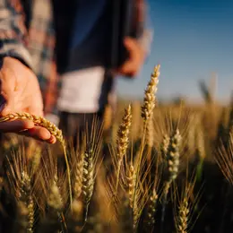 La Collectivité européenne d'Alsace mobilise 1 million d'euros pour l'agriculture alsacienne face à la sécheresse