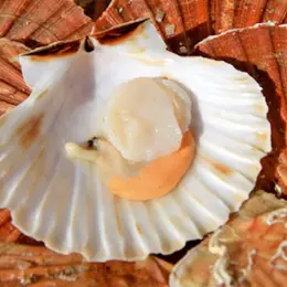 La coquille Saint-Jacques