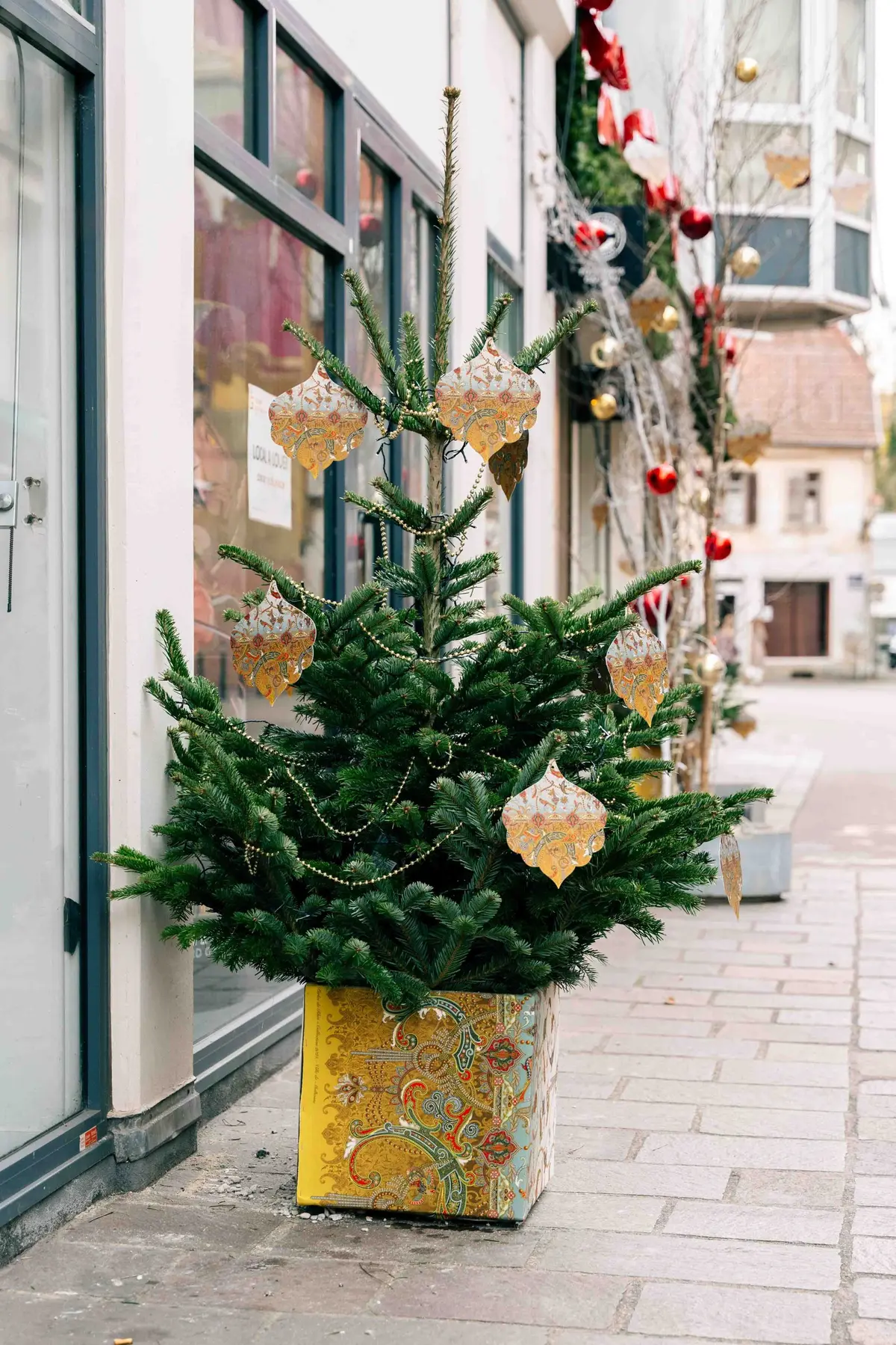 Les sapins sont de sortie !