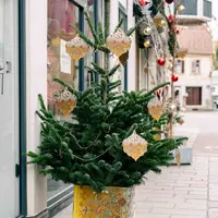 Les sapins sont de sortie ! DR