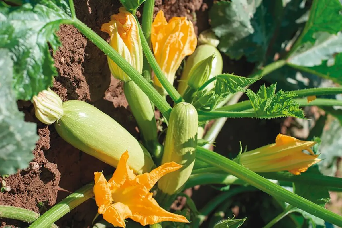 La courgette  réclame de l’eau !