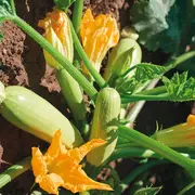 5 légumes simples à cultiver