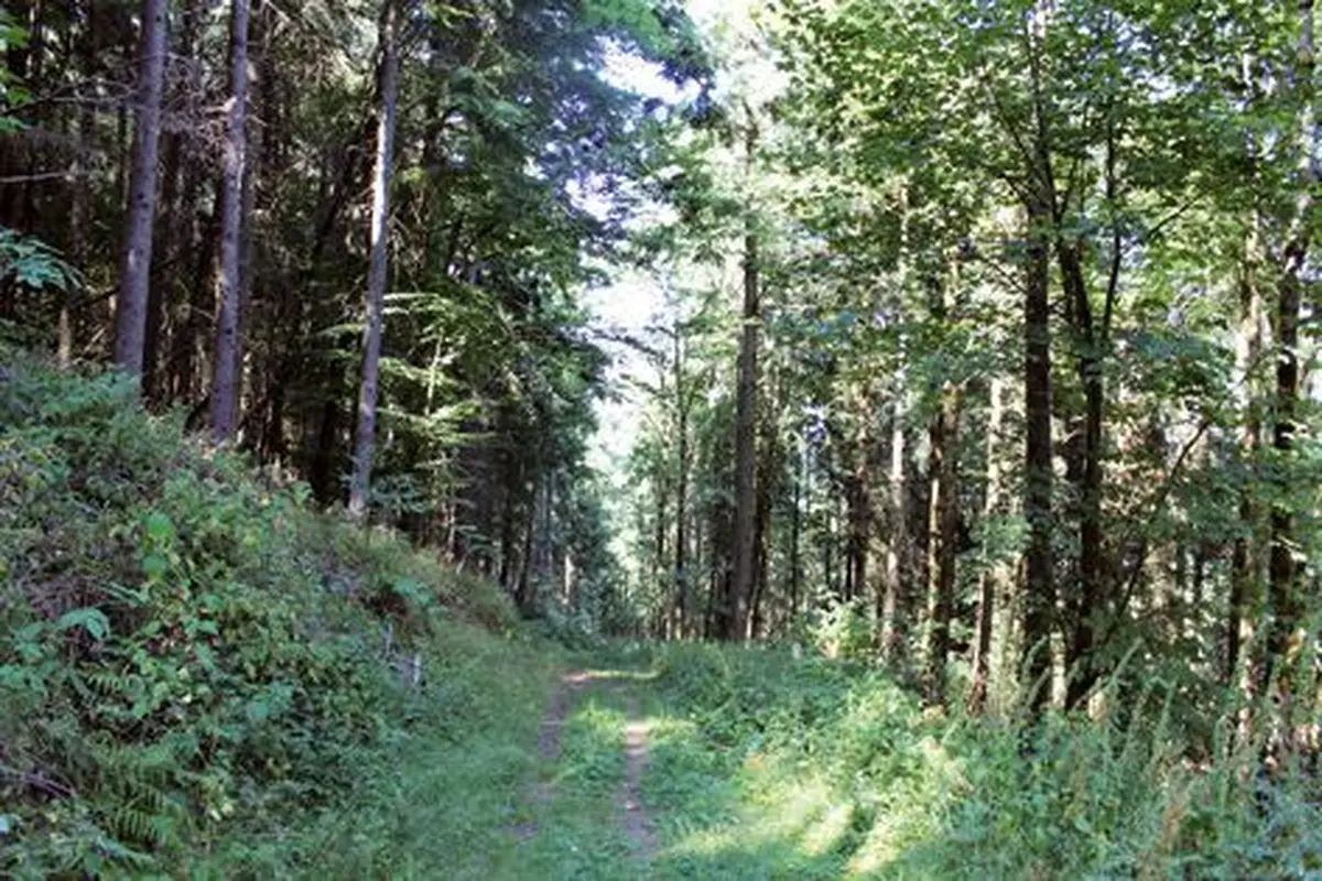 La descente vers Wasserbourg