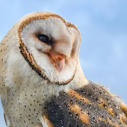 5 animaux sauvages à voir en Alsace