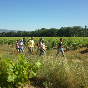 La drôle histoire des vins à L'Hostellerie des vins de Rognes