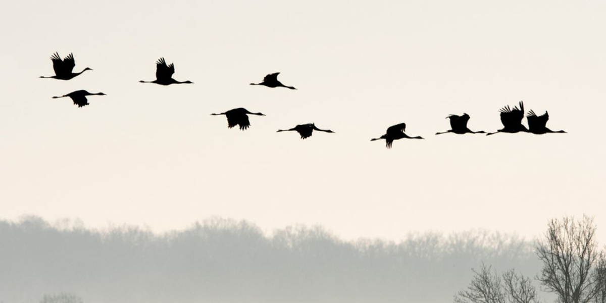 La fabuleuse histoire des oiseaux migrateurs - Conférence