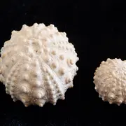 La falaise des Confessionnaux