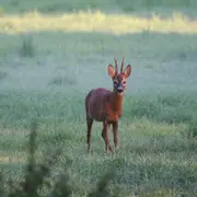 La faune crépusculaire et nocturne