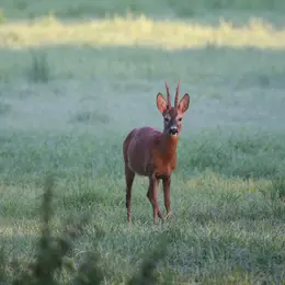 La faune crépusculaire et nocturne