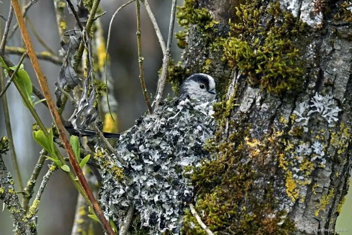 La faune sauvage du bocage