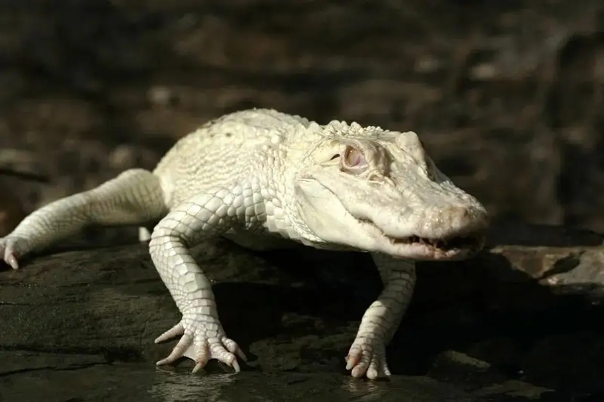 La Ferme aux Crocodiles