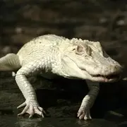 La Ferme aux Crocodiles