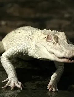 La Ferme aux Crocodiles