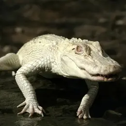 La Ferme aux Crocodiles