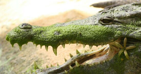 La Ferme aux Crocodiles: Billet d'entr&eacute;e