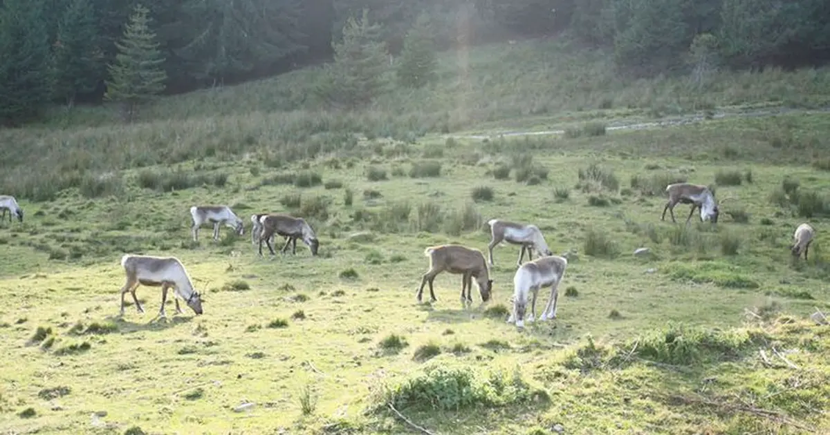 La ferme aux rennes