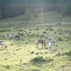 La ferme aux rennes