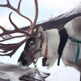 5 parcs où voir les animaux dans leur environnement naturel 