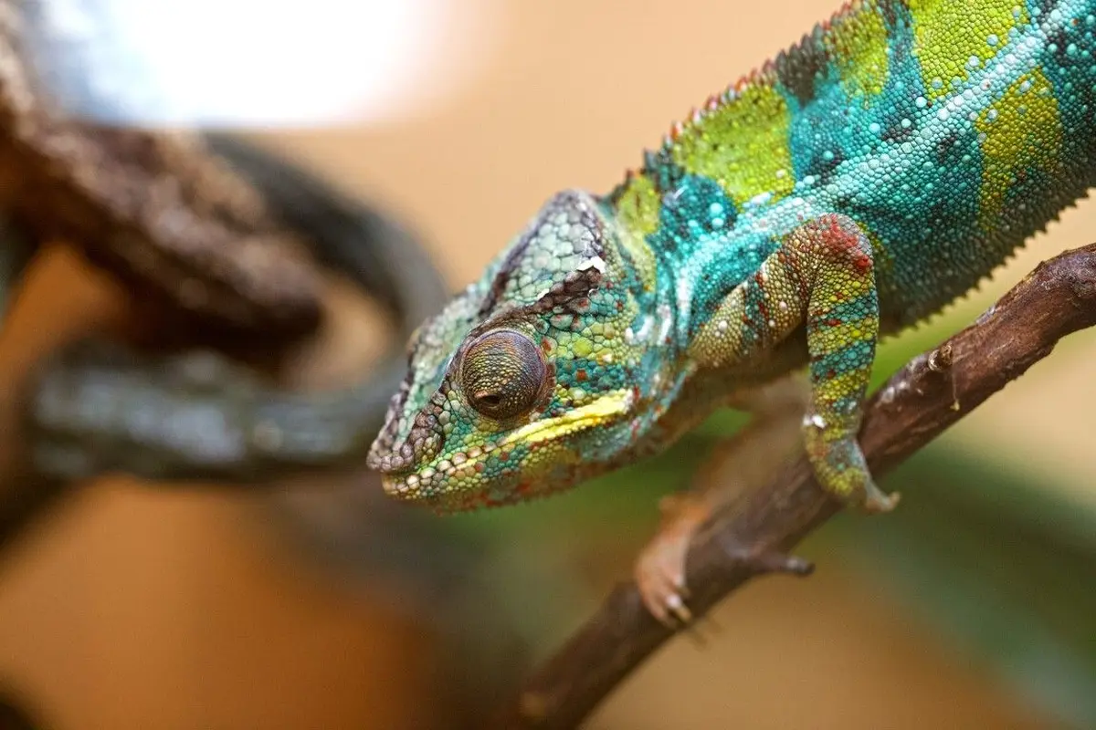 La Ferme aux Reptiles