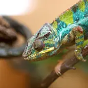 La Ferme aux Reptiles