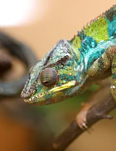 La Ferme aux Reptiles