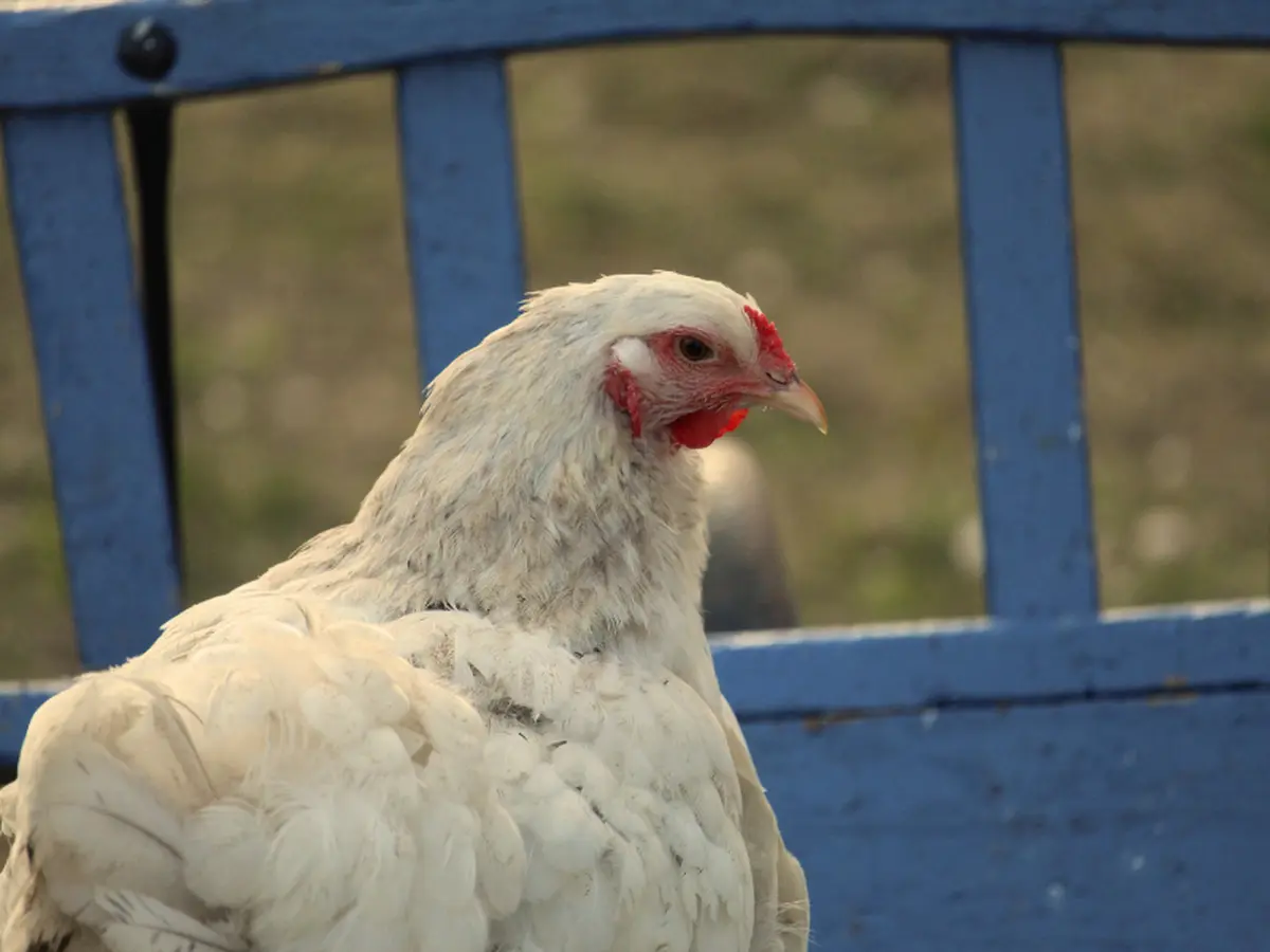 La ferme Califourchon à Terres d'Oiseaux
