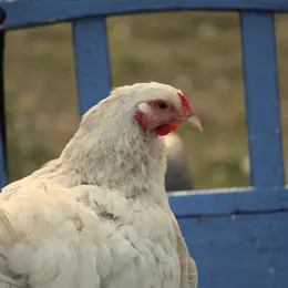 La ferme Califourchon à Terres d'Oiseaux