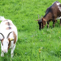 La Ferme d’Argentin