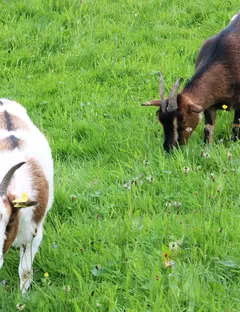 La Ferme d’Argentin