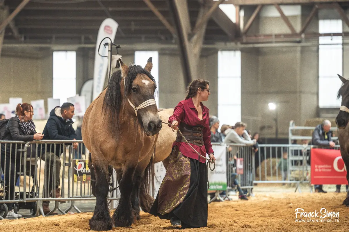 En plus des présentations des chevaux de travail, des animations équestres et équines raviront petits et grands. 