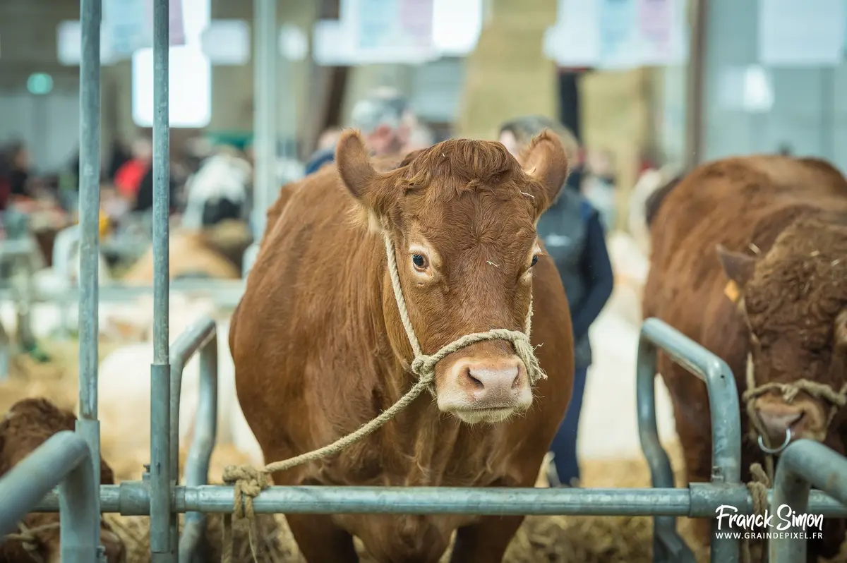Des concours de bovins on lieu tout le week-end.