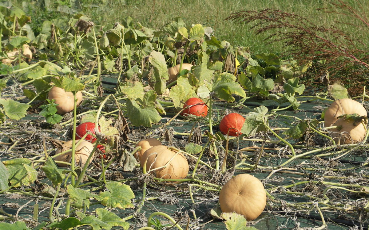 La fête de la courge à la Ferme de Paris