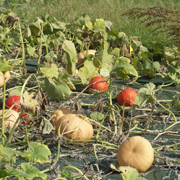 La fête de la courge à la Ferme de Paris