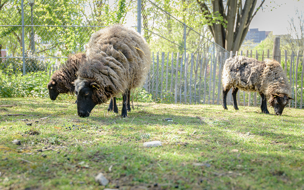 Tonte annuelle des brebis