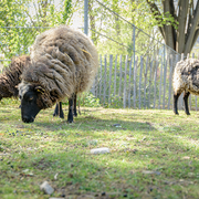 La Fête de la laine - un week-end gratuit à La Villette