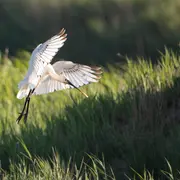 La Fête de la nature - Portes Ouvertes à Terres d'Oiseaux