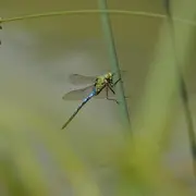 La fête des mares