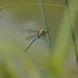 La fête des mares