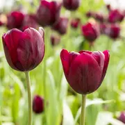 La Fête des Tulipes au Parc de la Légion d'honneur de Saint-Denis
