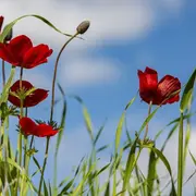 La fête du printemps - 2ème édition