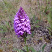 La flore du Château de Ventadour