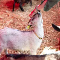 Les animaux de la SPA sont présents &copy; Parc Expo Mulhouse / Foire de Mulhouse