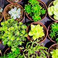 La Folie des plantes &agrave; Nantes en 2026 : march&eacute; aux plantes