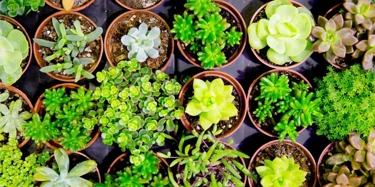 La Folie des plantes à Nantes