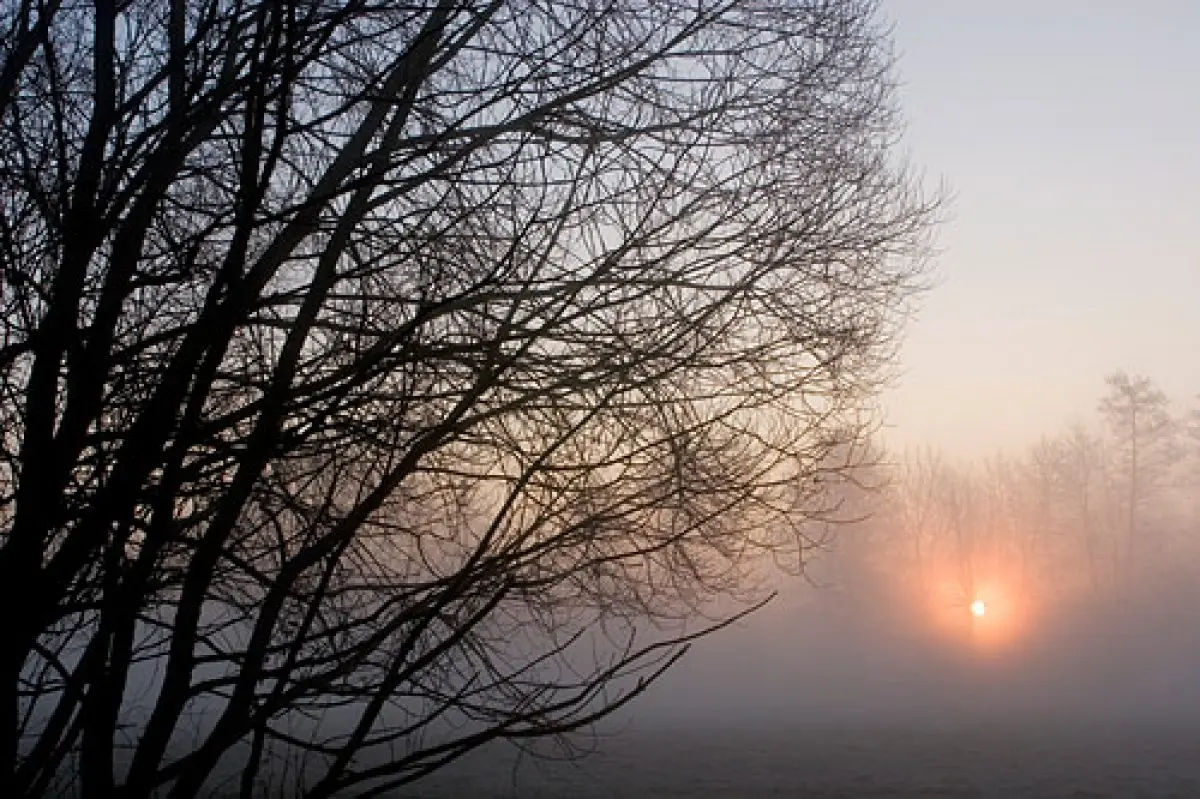 La forêt d’Erstein 